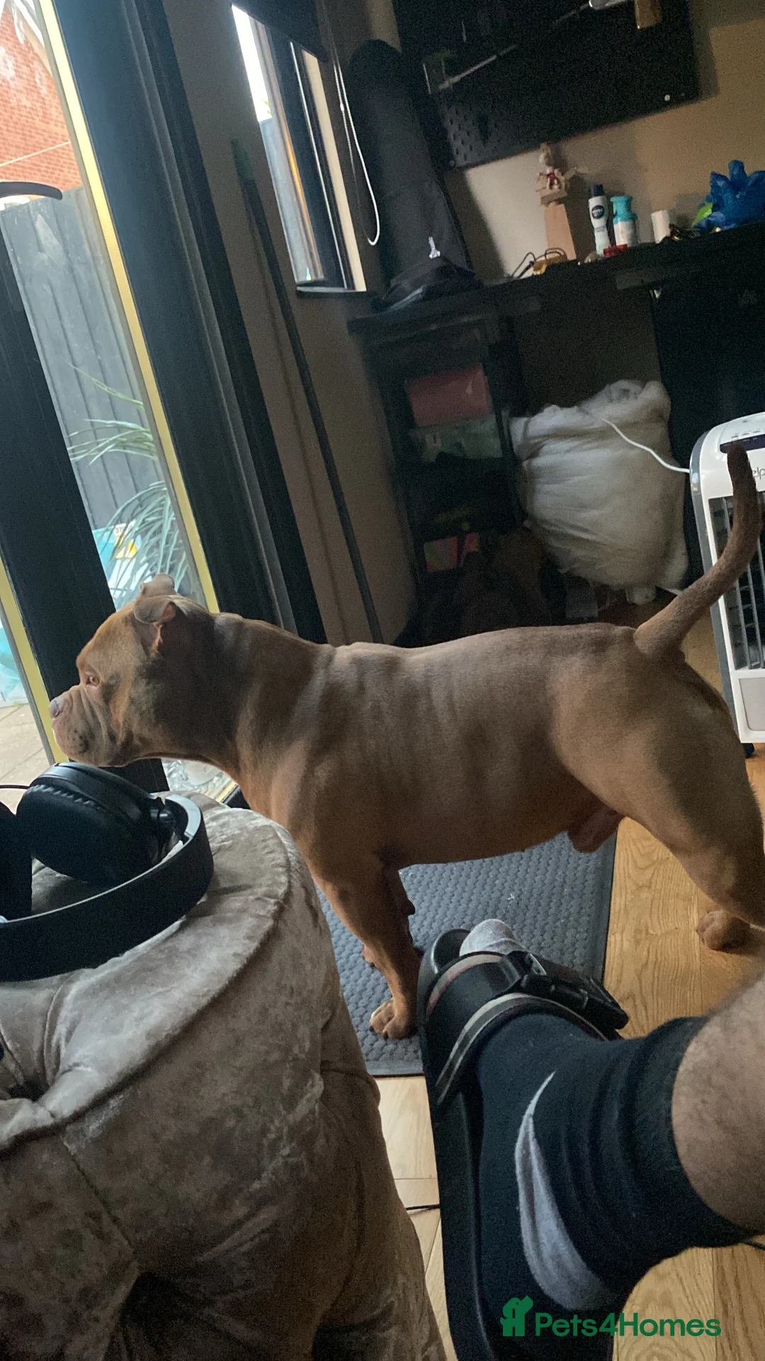 American Bully dogs for stud: Pocket bully for stud  - Advert 4