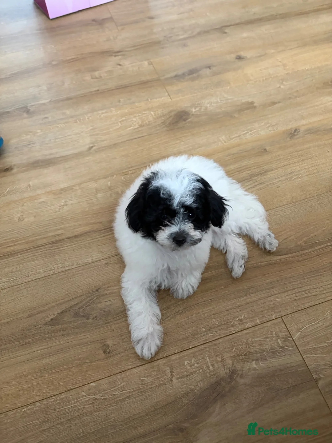 Maltipoo dogs for sale: READY NOW  REDUCED F1b maltipoos - Advert 2