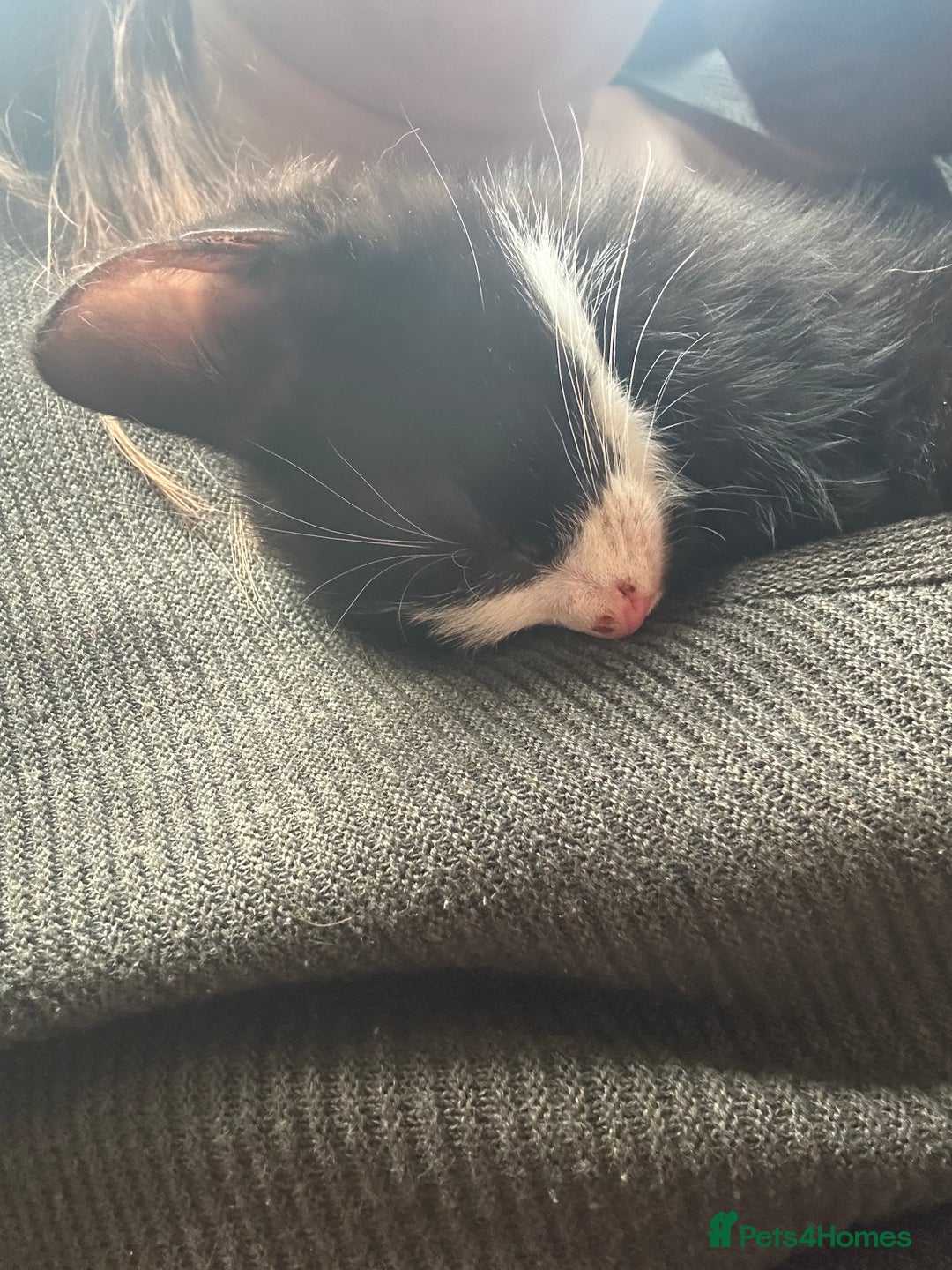 Mixed Breed cats for sale: 1 girl and 1 boy ready now - Advert 7