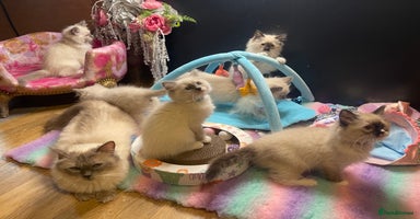 Ragdoll cats in Hitchin - Advert 6