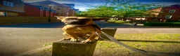 Mixed Breed dogs for sale: Zafina 11 m staffy cross Mali  - Advert 4