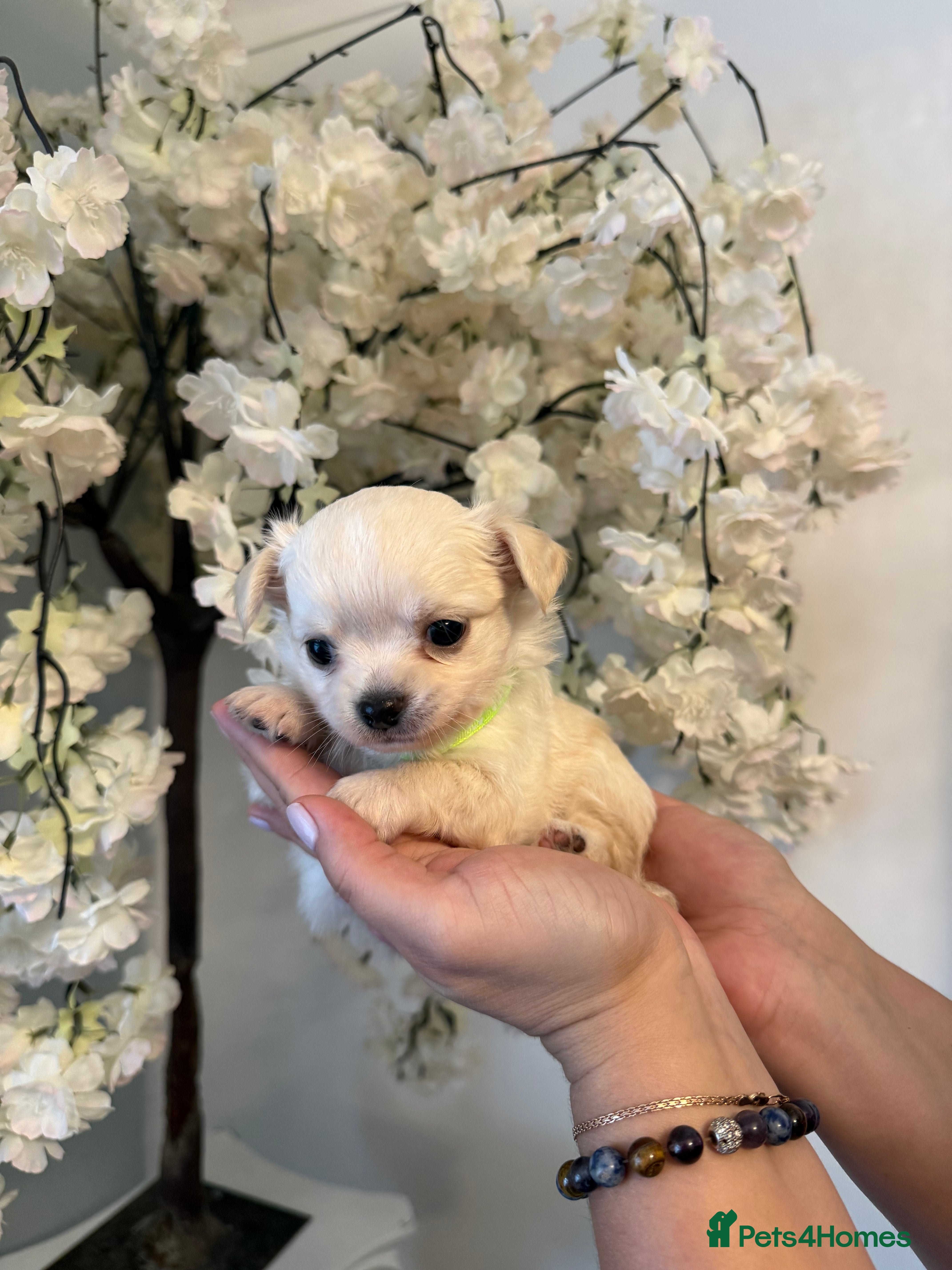 Chihuahua dogs Last boy adorable KC reg Long coat available  - Advert 15