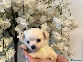 Chihuahua dogs Last boy adorable KC reg Long coat available - Advert 15