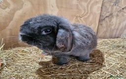 Mini Lop rabbits for sale: Mini Lop female rabbit  in Andover - Image 3