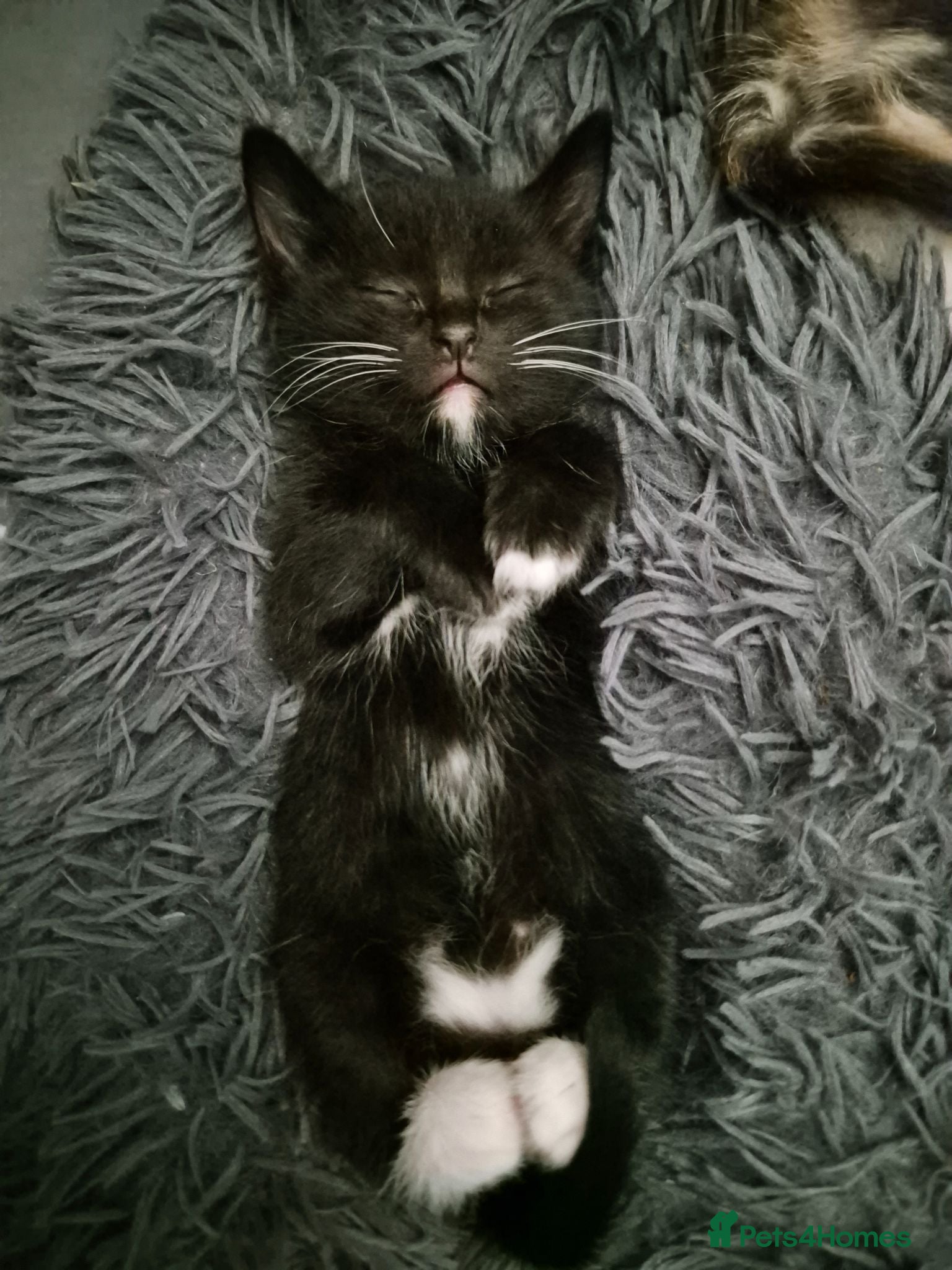 Domestic Shorthair cats Beautiful black and tabby babies  - Advert 13
