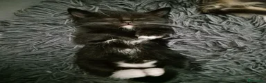 Domestic Shorthair 2