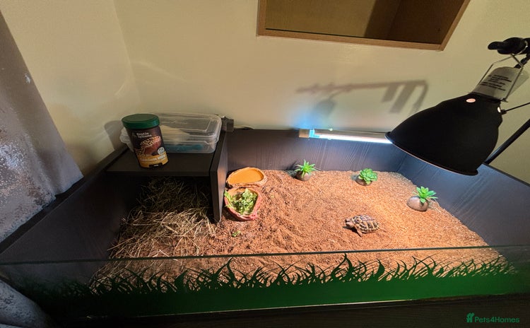 Tortoise reptiles - Advert 2