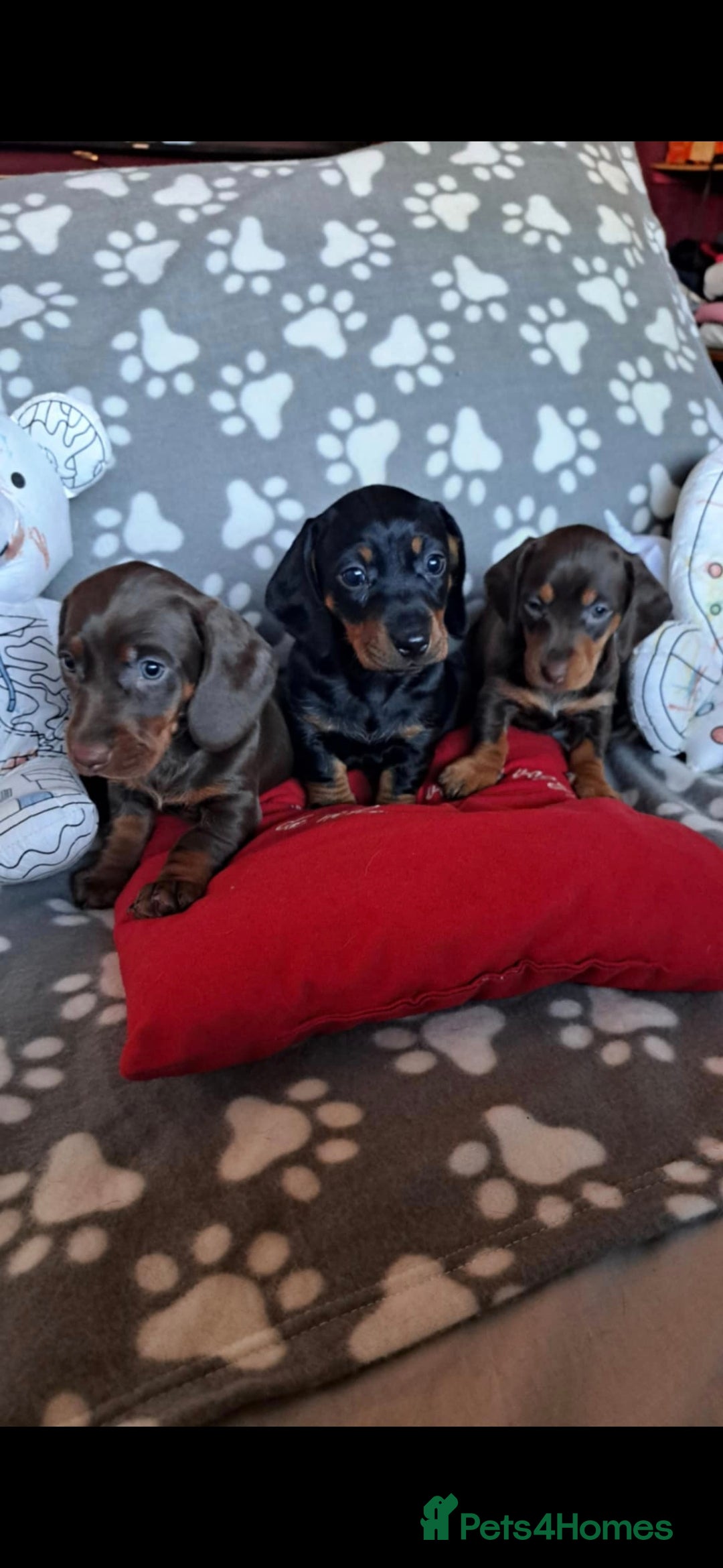 Dachshund dogs for sale: Beautiful Dachshund Puppies - Advert 6