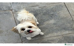 Lhasa Apso dogs for sale: KC registered litter due 12/10/25 - Image 2
