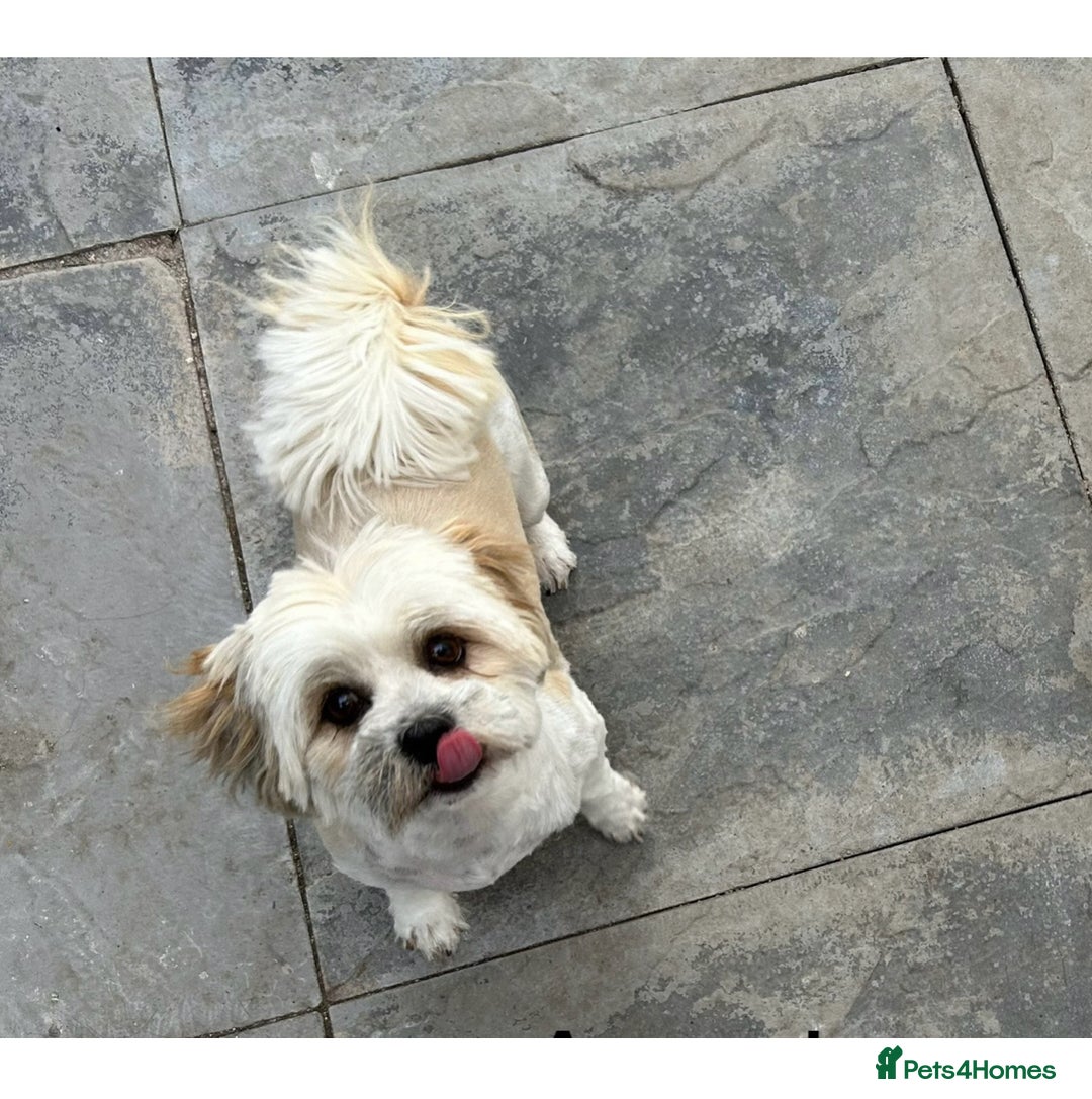 Lhasa Apso dogs for sale: KC registered litter due 12/10/25 - Image 2