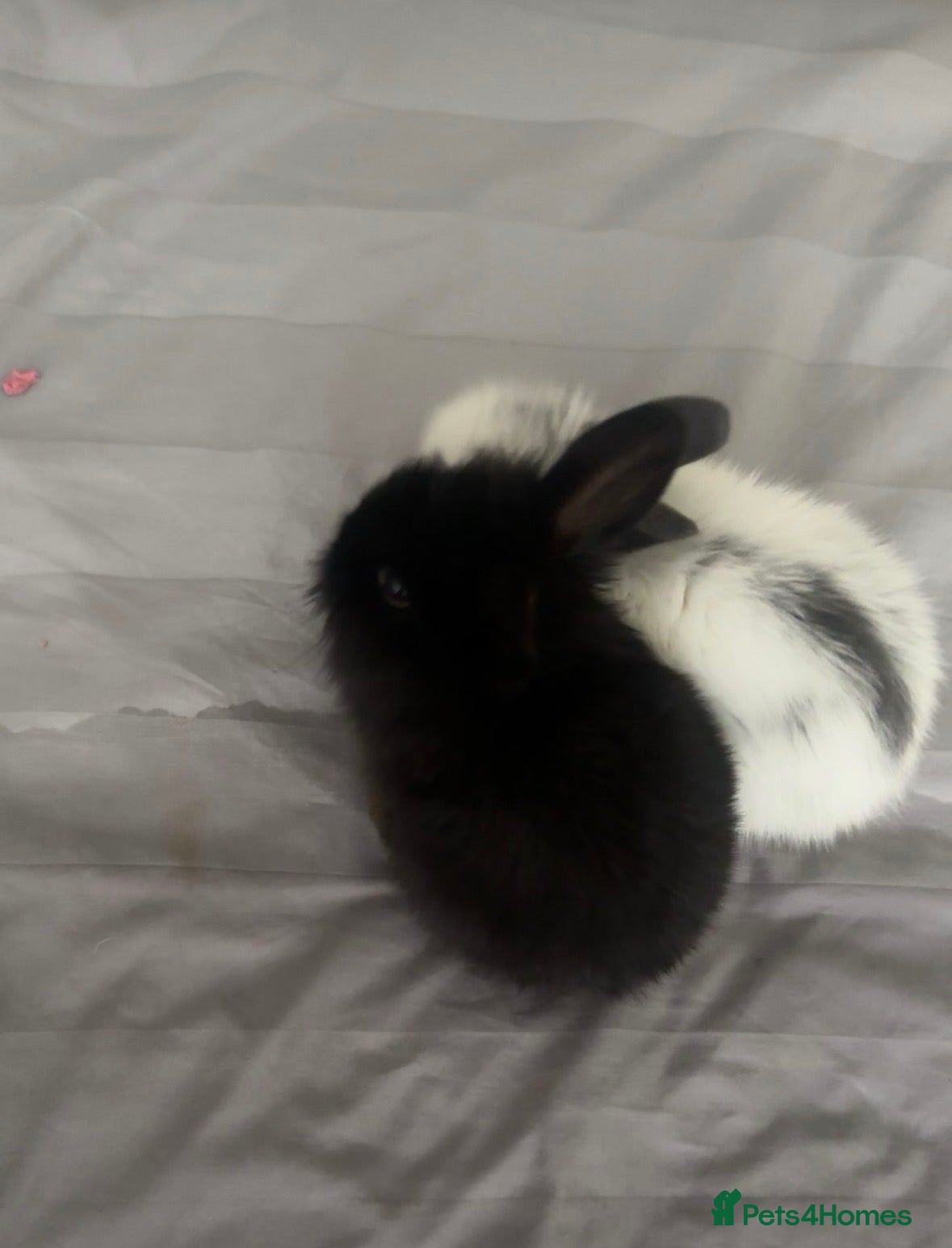 Mini Lop rabbits mini lop bunnies  - Advert 3