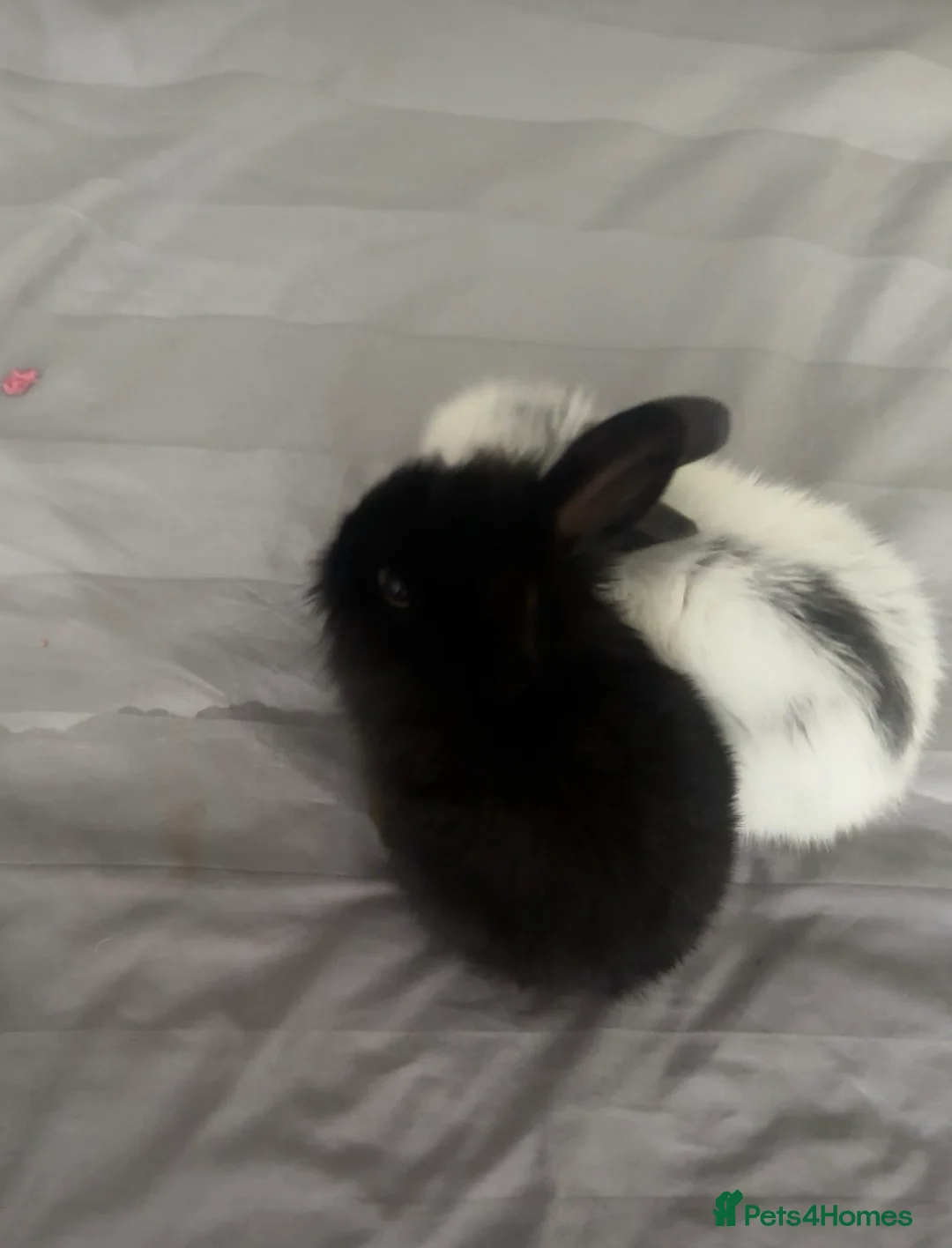 Mini Lop rabbits for sale: mini lop bunnies  in Slough - Advert 1