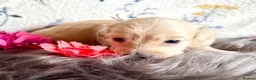 Miniature Dachshund dogs for sale: White/light cream tiny miniature dachshunds - Advert 11