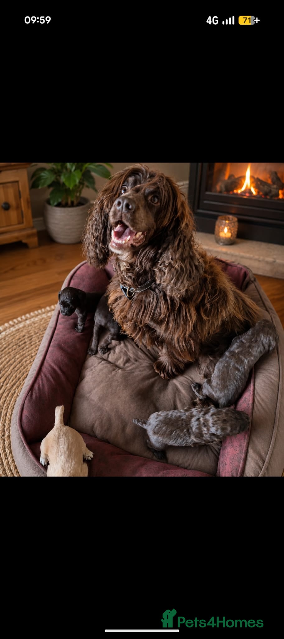 Sprocker dogs Sprocker puppies  - Advert 15
