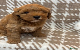 Cavapoo dogs for sale: Beautiful Fox 🦊 Red Cavapoos  - Image 15
