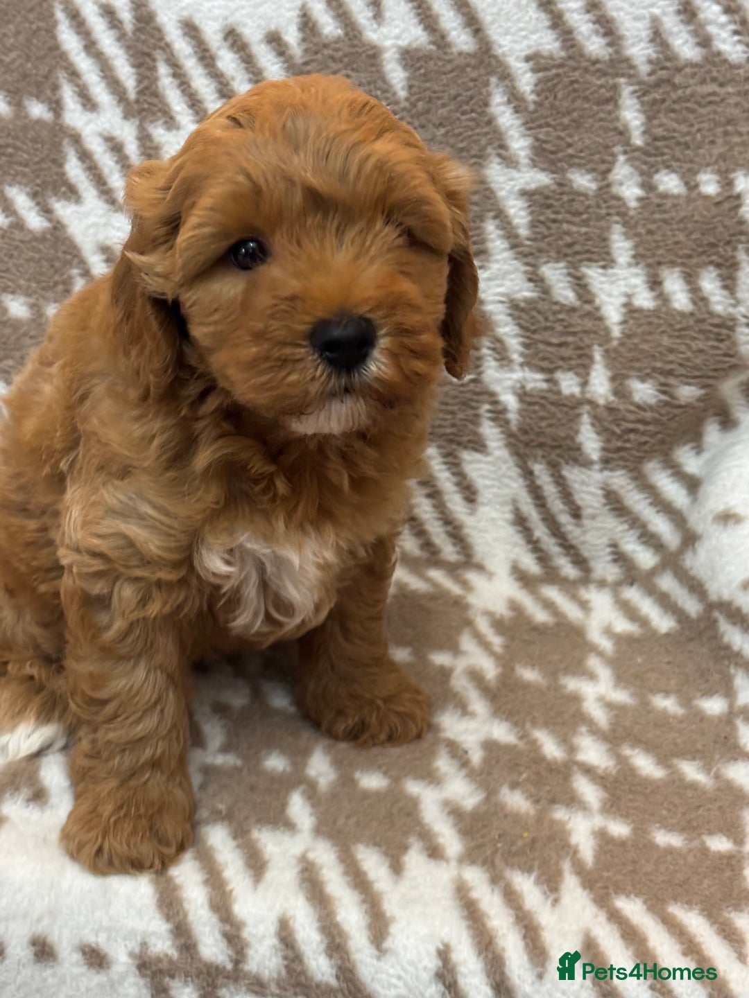 Cavapoo dogs for sale: Beautiful Fox 🦊 Red Cavapoos  - Image 15