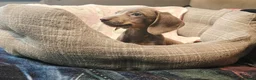 Dachshund dogs for sale: Last little legend extra mini Dachshund boy puppy - Advert 8