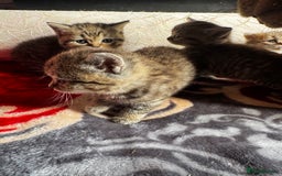 British Shorthair cats for sale: Cutest Tabby British Short Haired Kittens  - Image 10