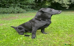 Labrador Retriever dogs for sale: Working Labrador Puppies - Image 8