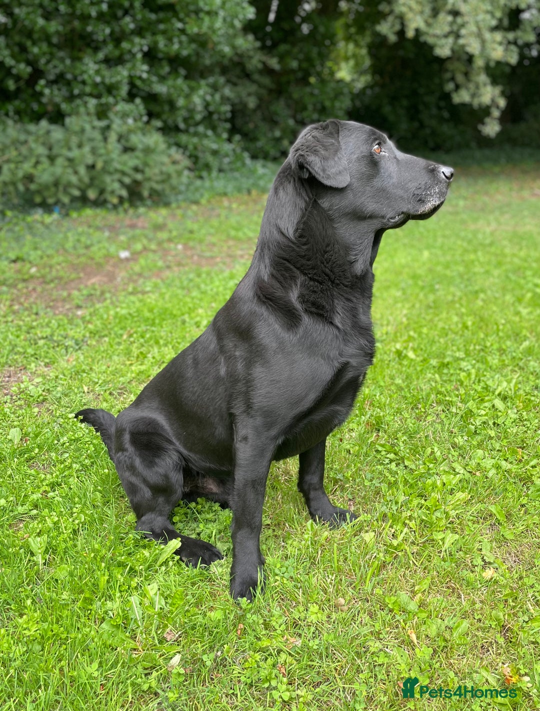 Labrador Retriever dogs for sale: Working Labrador Puppies - Image 8