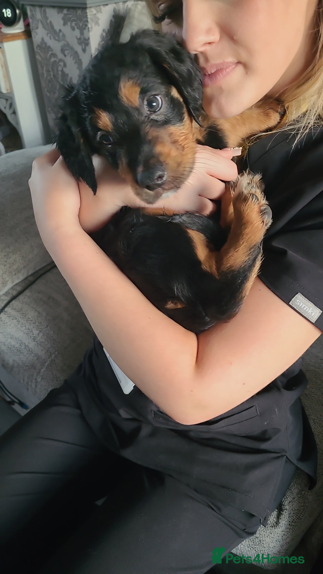 Mixed Breed dogs for sale: Border collie x irish setter pups *READY 3RD SEP* - Image 38