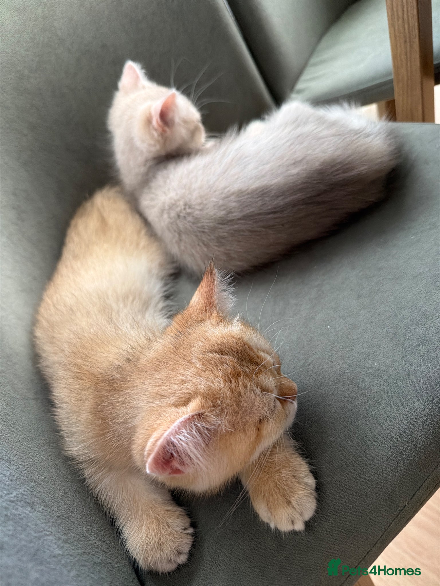 British Shorthair cats for sale: Beautiful British Shorthair Golden Shaded Kittens - Advert 5