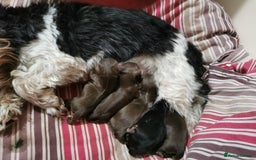 Biewer Terrier dogs for sale: 5 Biewer Terrier pups  - Image 2