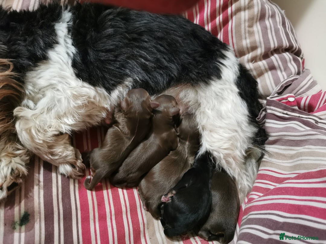 Biewer Terrier dogs for sale: 5 Biewer Terrier pups  - Image 2