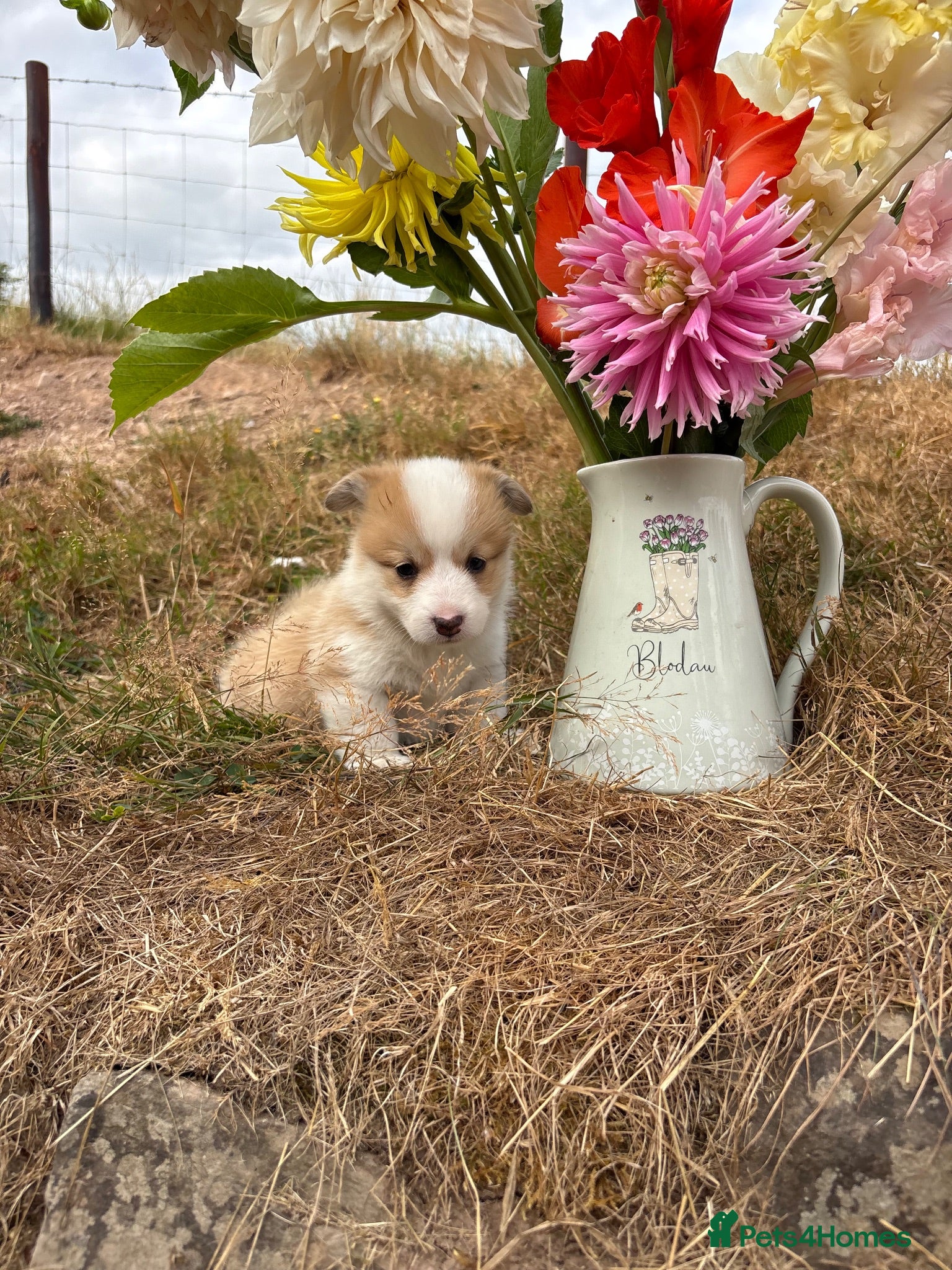 Welsh Corgi Pembroke dogs KC Pembrokeshire Corgi Puppies with Champion Lines - Advert 2