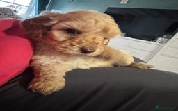 Cavapoo dogs for sale: Cavapoo puppies 1 male 1 female left - Image 10