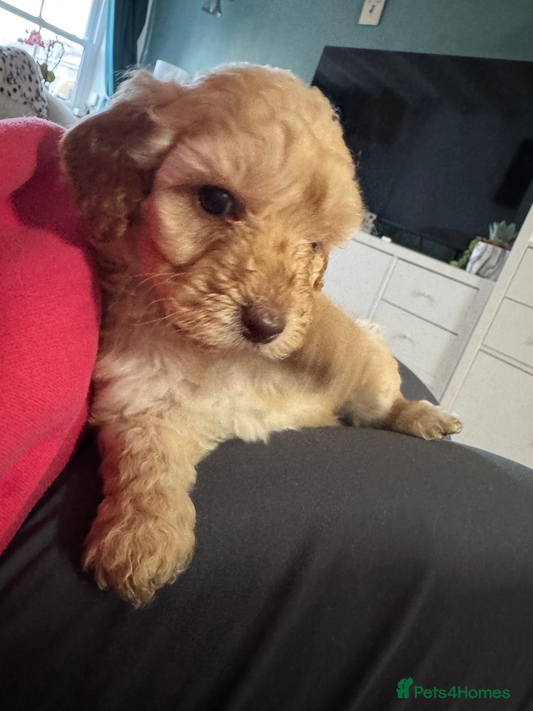 Cavapoo dogs for sale: Cavapoo puppies 1 male 1 female left - Image 10