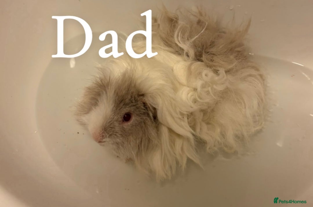 Guinea Pig rodents for sale: Guinea pigs are reserved  - Advert 1