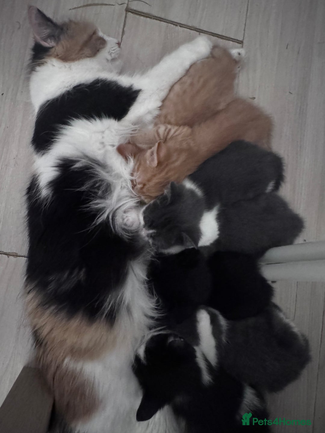 Mixed Breed cats for sale: Beautiful kittens looking new home 🐱🧡 - Advert 24