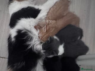 Mixed Breed cats Beautiful kitten looking new home 🐱🧡 - Advert 21