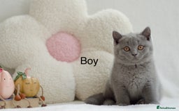 British Shorthair cats for sale: Beautiful BSH kittens 😻 - Image 1
