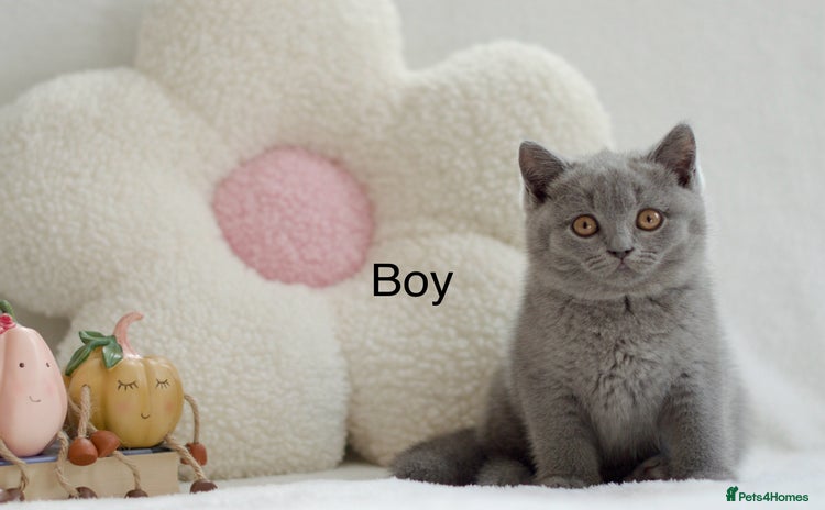 British Shorthair cats - Advert 12