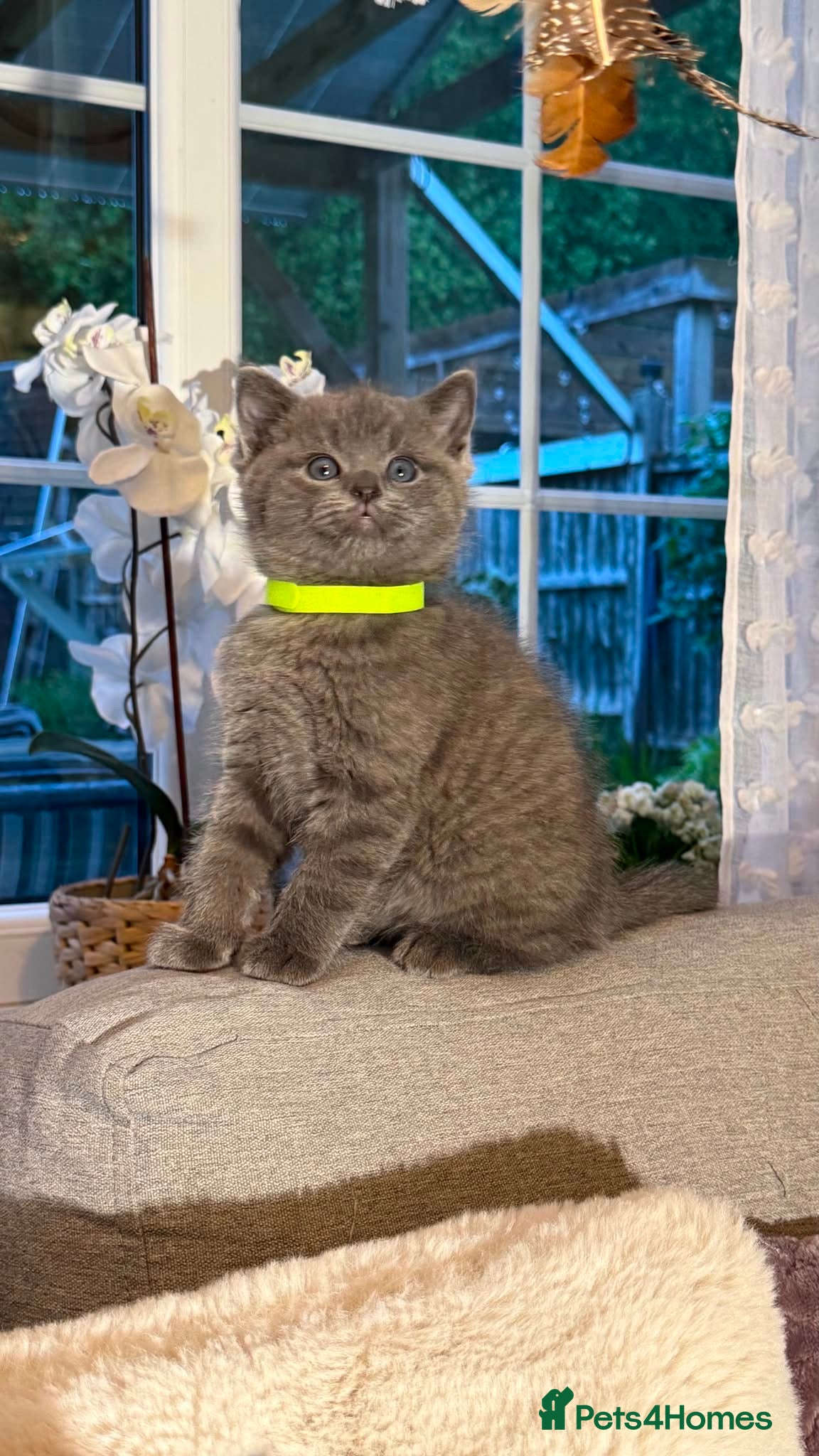 British Shorthair cats British shorthair mix with Ragdoll - Advert 13