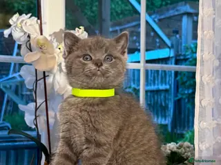 British Shorthair cats British shorthair mix with Ragdoll - Advert 13