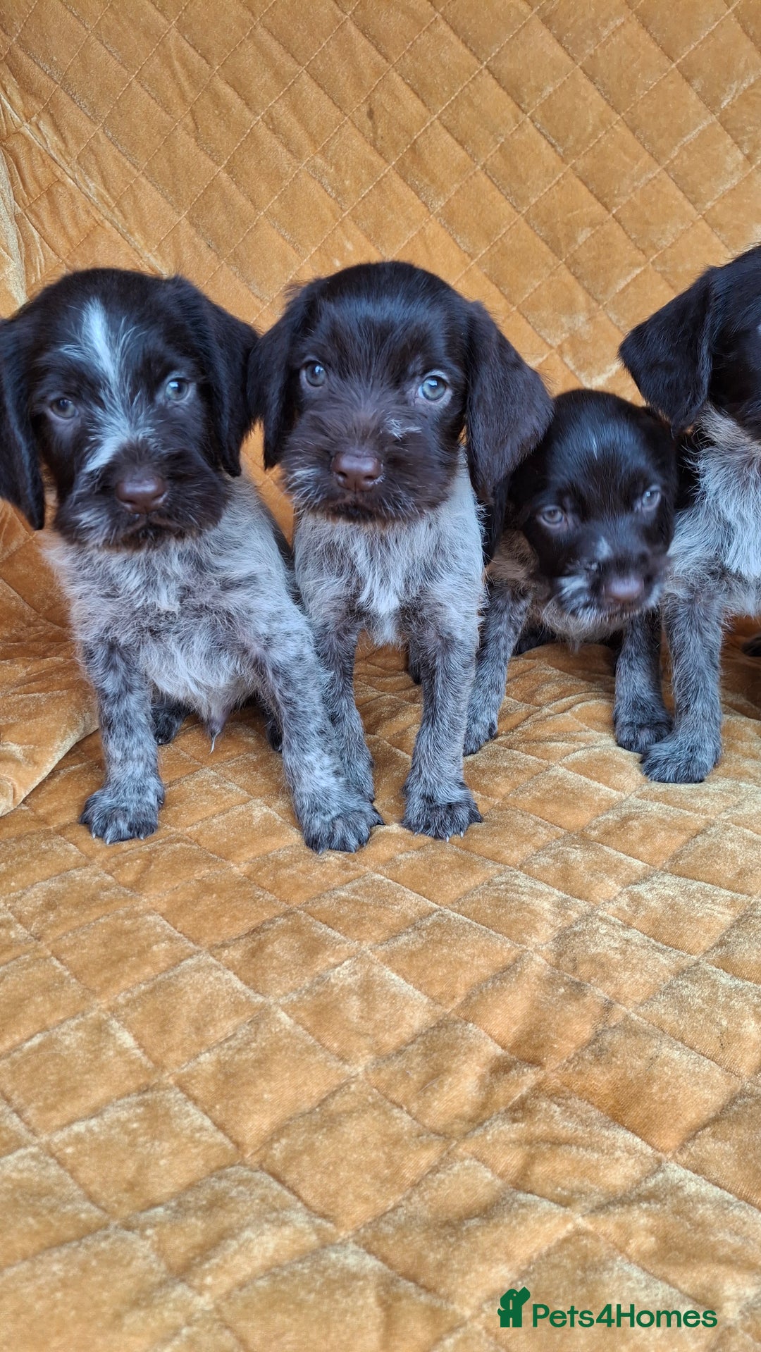 German Wirehaired Pointer dogs for sale: Quality German wirehaired pointer pups. - Image 21
