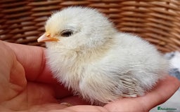 Chickens poultry for sale: Sweet Little Barbu d’Anvers Chicks Now Available - Image 25