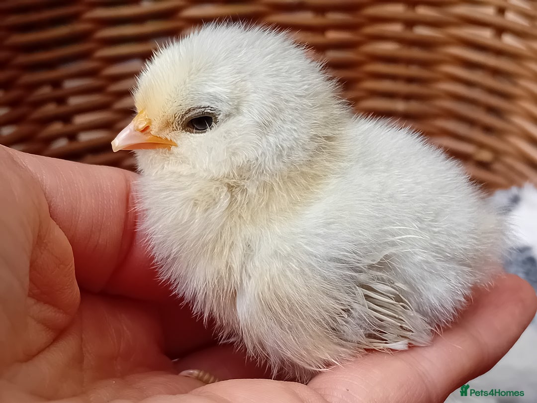 Chickens poultry for sale: Sweet Little Barbu d’Anvers Chicks Now Available - Image 25