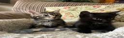 Mixed Breed cats for sale: Friendly Kittens Raised Around Dog and Toddler in Morpeth - Advert 7