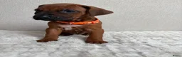 Rhodesian Ridgeback dogs for sale: 12 Gorgeous Rhodesian Ridgebacks   - Advert 5