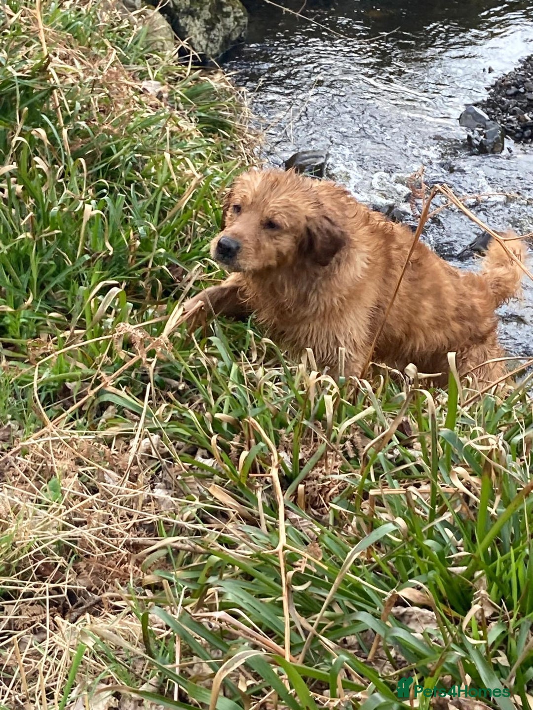 Goldador dogs for sale: Goldador  - Advert 2