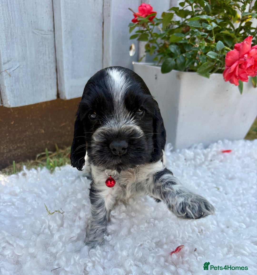 Cocker Spaniel dogs for sale: show type cocker spaniels puppies * ready now  - Image 5