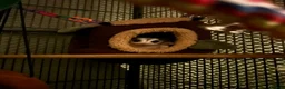 Sugar Glider rodents for sale: X2 female sugar gliders and cages for sale in Faringdon - Advert 3
