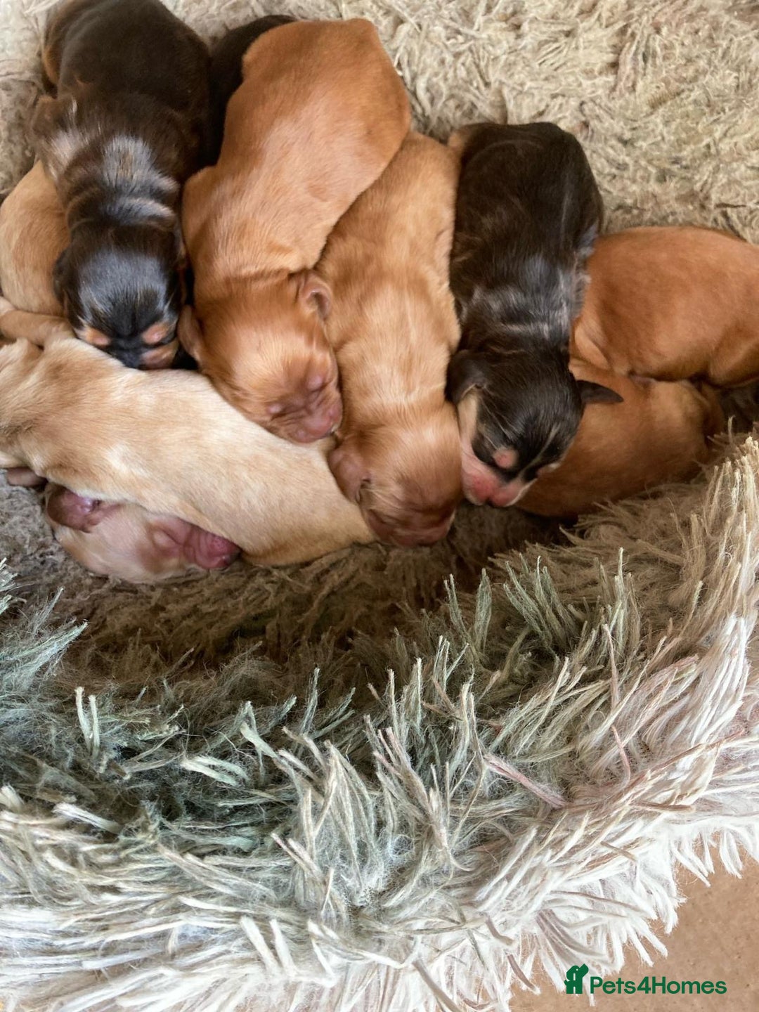 Cocker Spaniel dogs for sale: Pedigree show cockers, sable & golden - Image 11