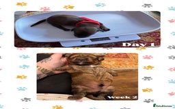 Mixed Breed dogs for sale: Beautiful DoxiPoo puppies  - Image 13