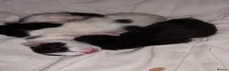 Mixed Breed cats for sale: 3 tuxedo kittens  in Ashton-under-Lyne - Advert 2