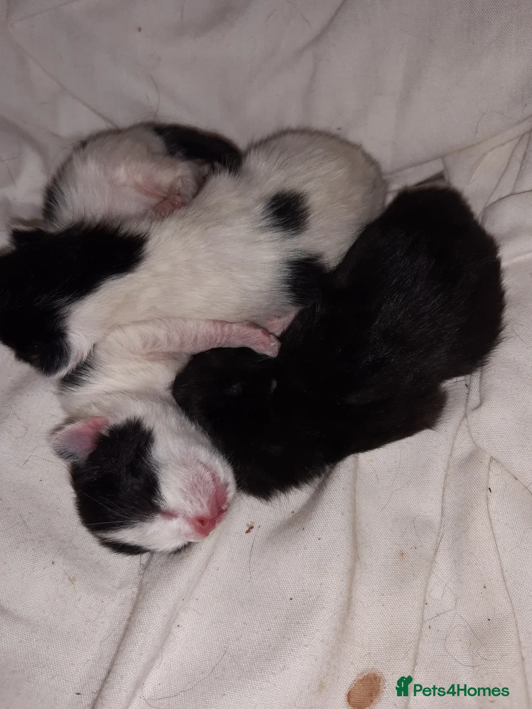 Mixed Breed cats for sale: 3 tuxedo kittens  in Ashton-under-Lyne - Advert 2